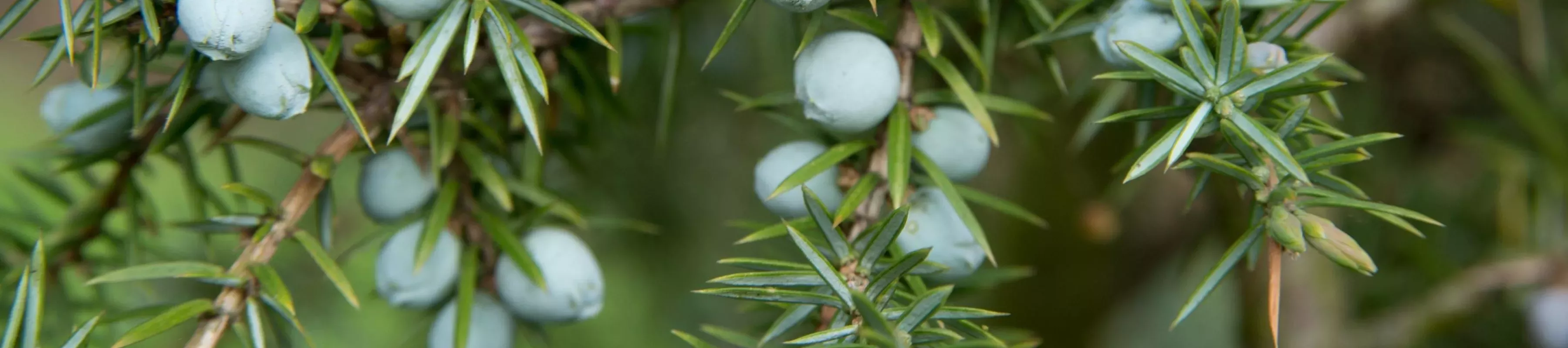 Juniper berries © RBG Kew Juniper berries