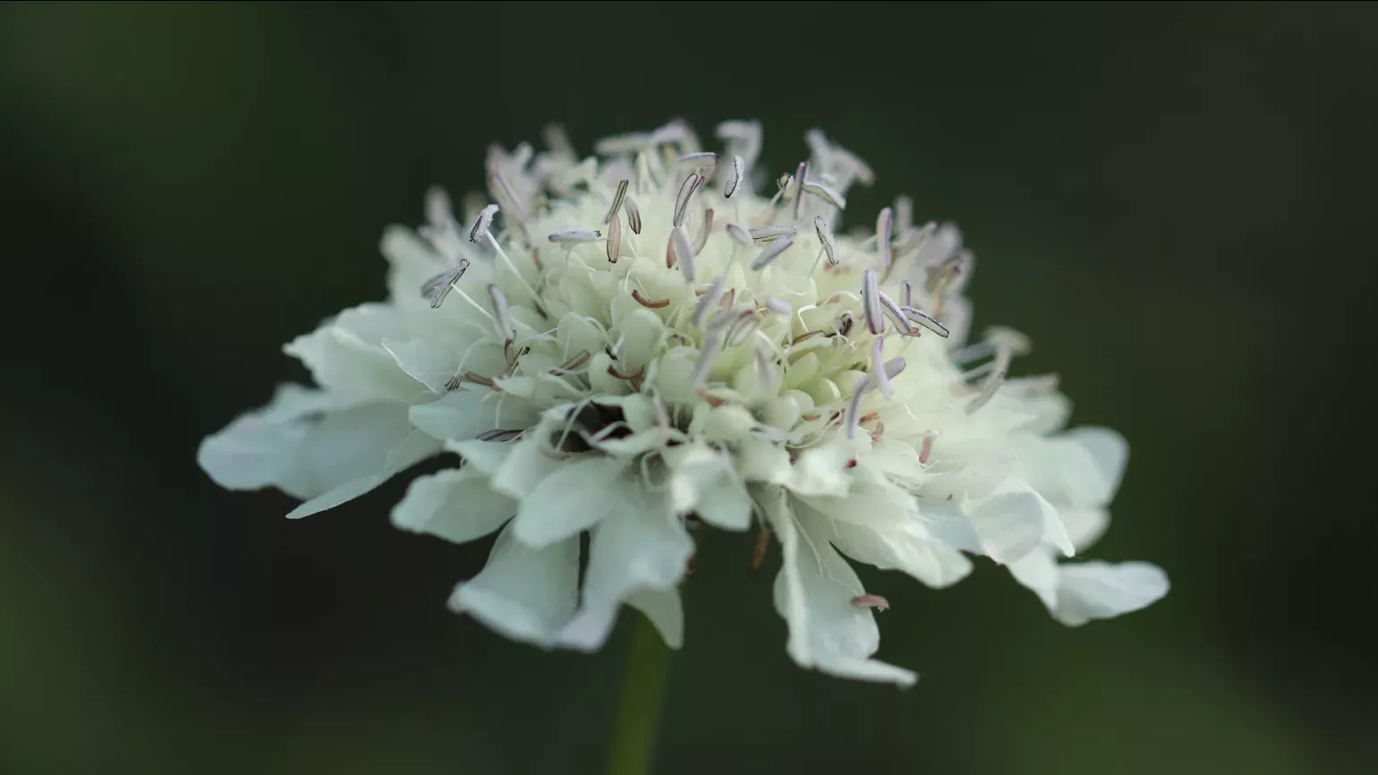 Cephalaria gigantea, Lydia Shellien-Walker © RBG Kew A close up of a white flower