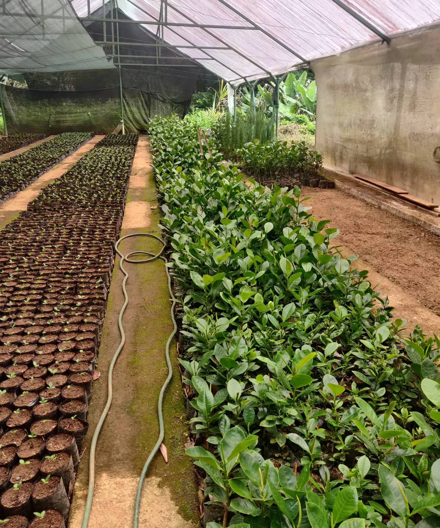 A greenhouse full of magnolia seedlings, in pots and grow bags A greenhouse full of magnolia seedlings, in pots and grow bags