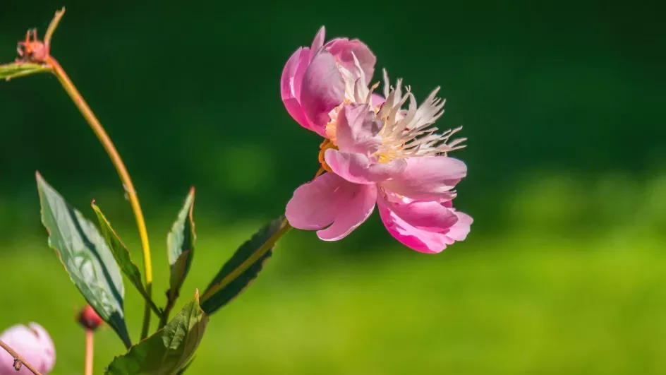 Pink flower in the Pollination Flower at Wakehurst, Visual Air © RBG Kew
