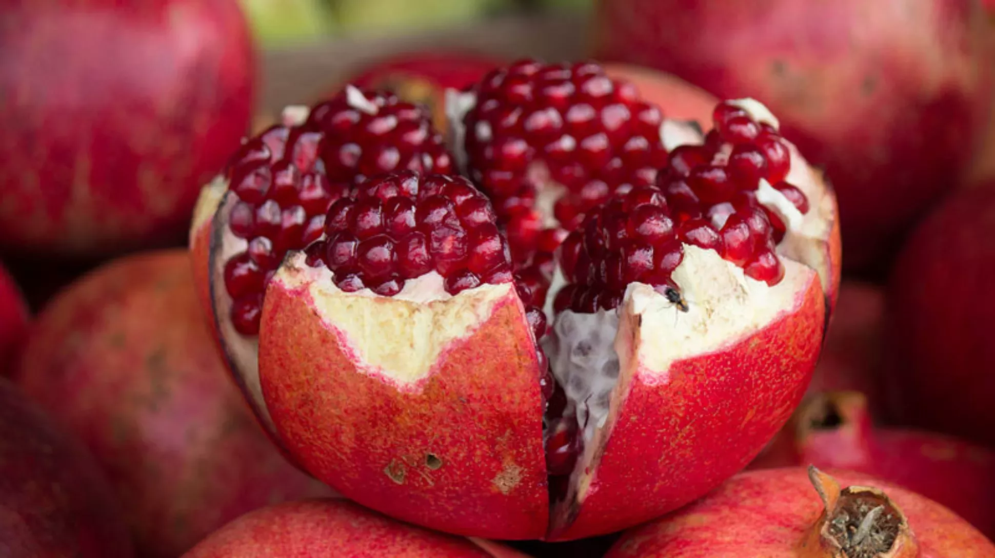 Open pomegranate fruit, noa fisher © Wikimedia Commons Open pomegranate (Punica granatum) fruit that is spherical and red with deep red tissue surrounding seeds