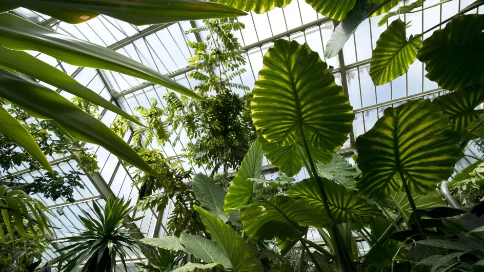 The Princess of Wales Conservatory, ©RBG Kew