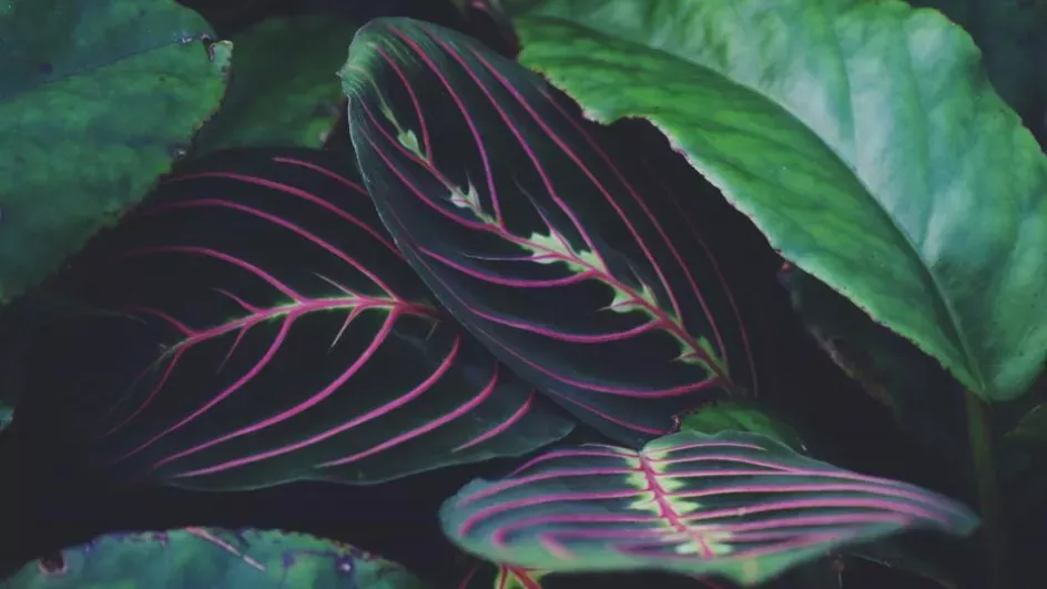 Prayer plant, Princess of Wales Conservatory Ellen McHale © RBG Kew