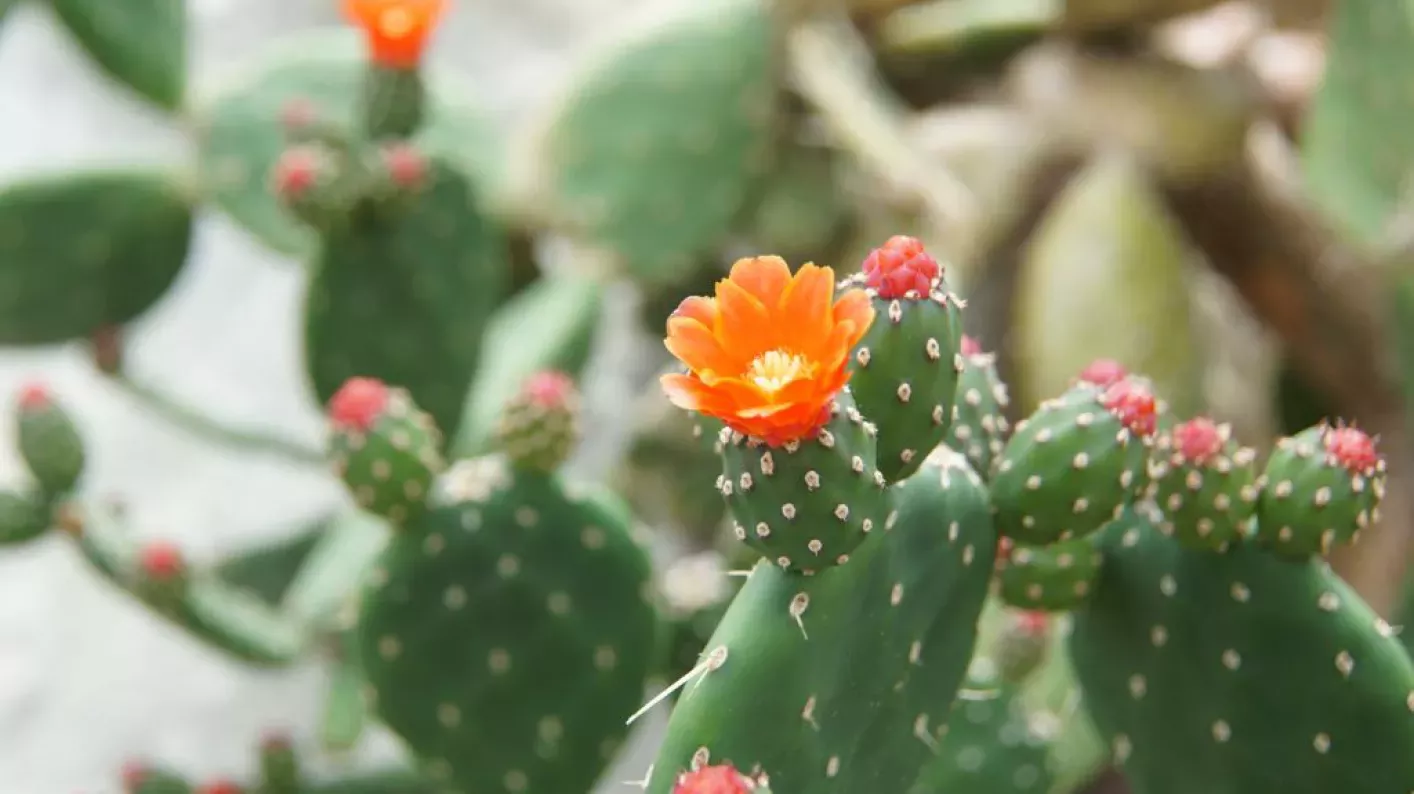 Prickly pear