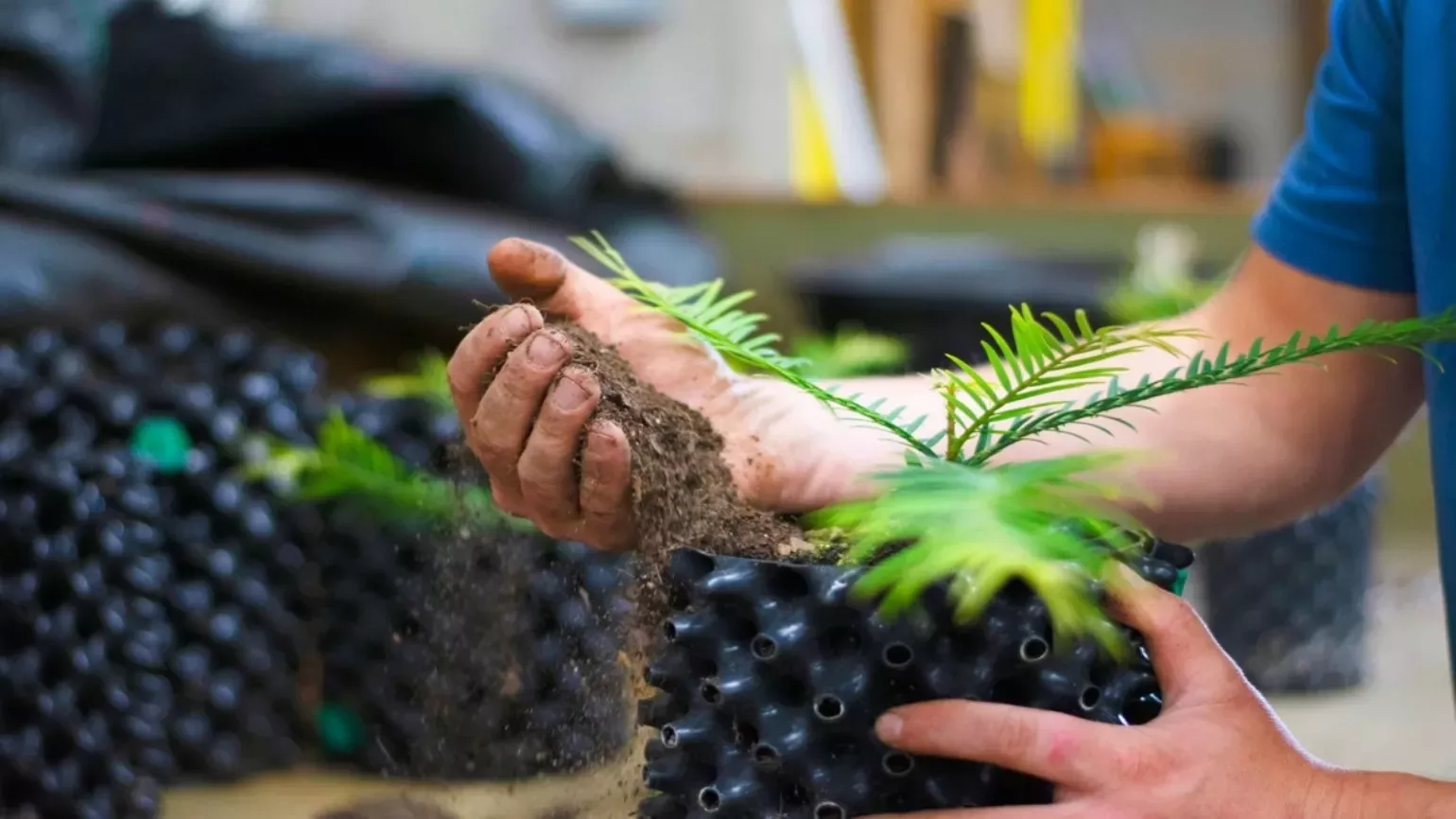 Propagating wollemi pines, Meg Boldison © RBG Kew Wakehurst Propagating wollemi pines at Wakehurst