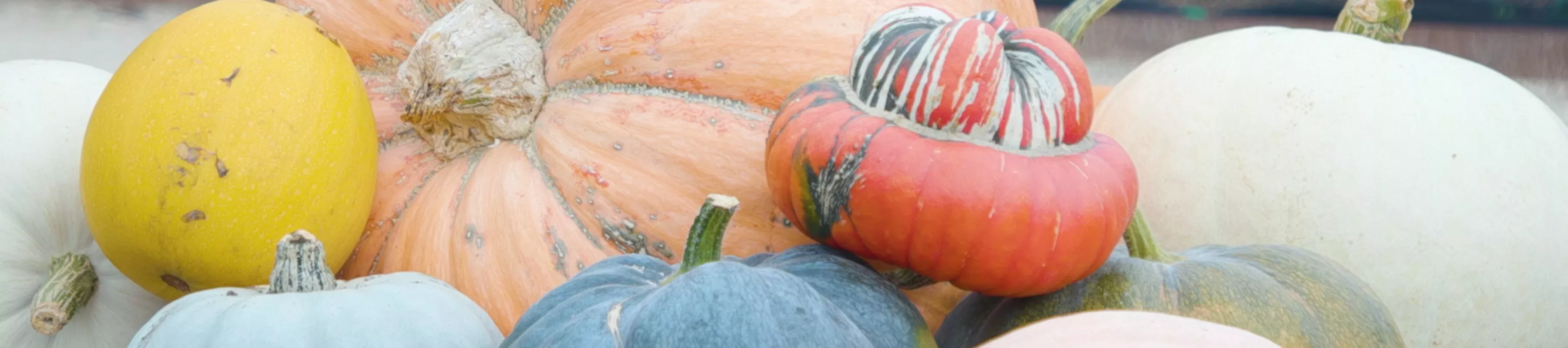 A collection of pumpkin and squash varieties in Edible Science: Kew's Kitchen Garden, Emma Grieve © RBG Kew A collection of pumpkin varieties in the Kitchen Garden at Kew Gardens