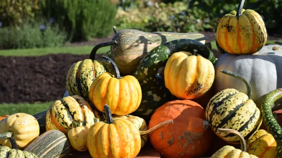Autumn brings a colourful pumpkin harvest to our Kitchen Garden, Ellen McHale © RBG Kew