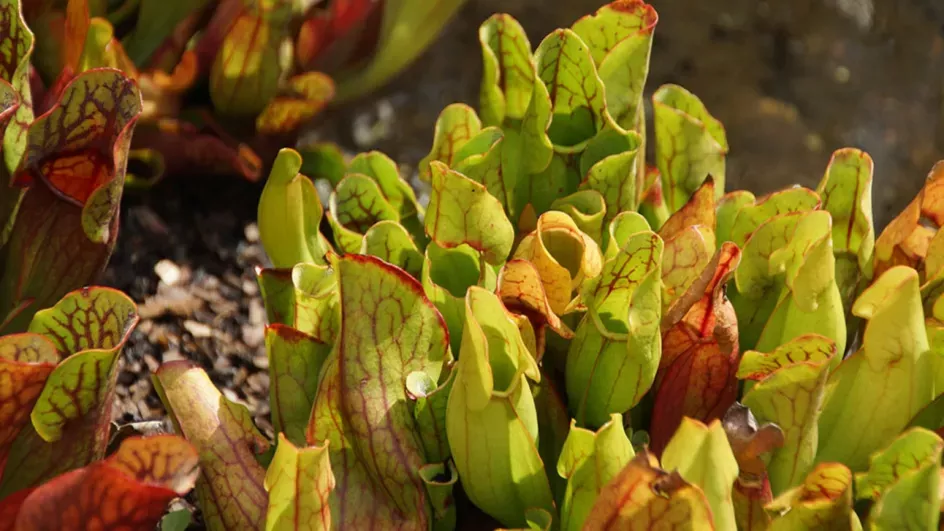 Purple pitcher plants © RBG Kew