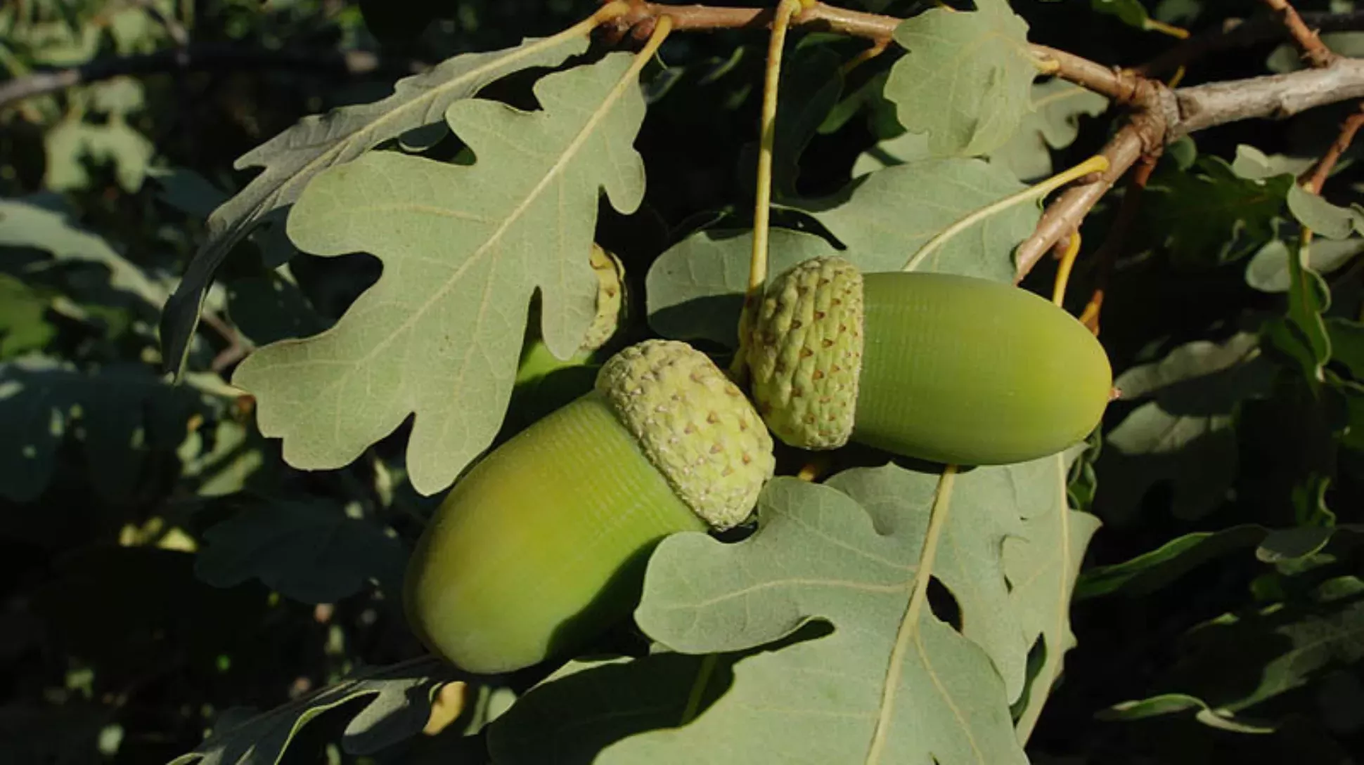 Common oak (Quercus robur subsp. pedunculiflora) acorn © Ori Fragman-Sapir A pair of large green acorns surrounded by oak leaves