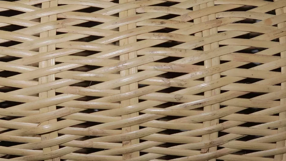 Rattan © RBG Kew.