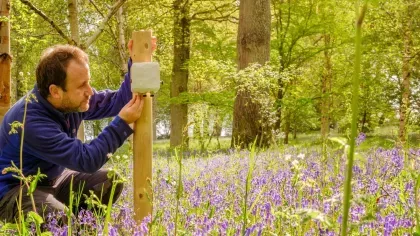 A scientists crouches amongst bluebells examining some measurements