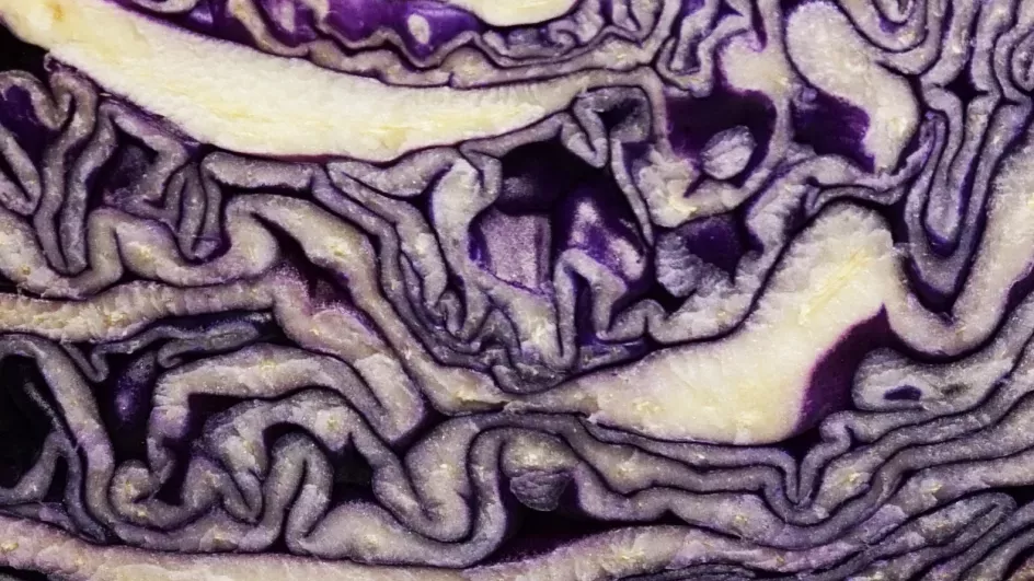 Red cabbage, Tiia Monto on Wikimedia Commons, CC BY SA 3.0