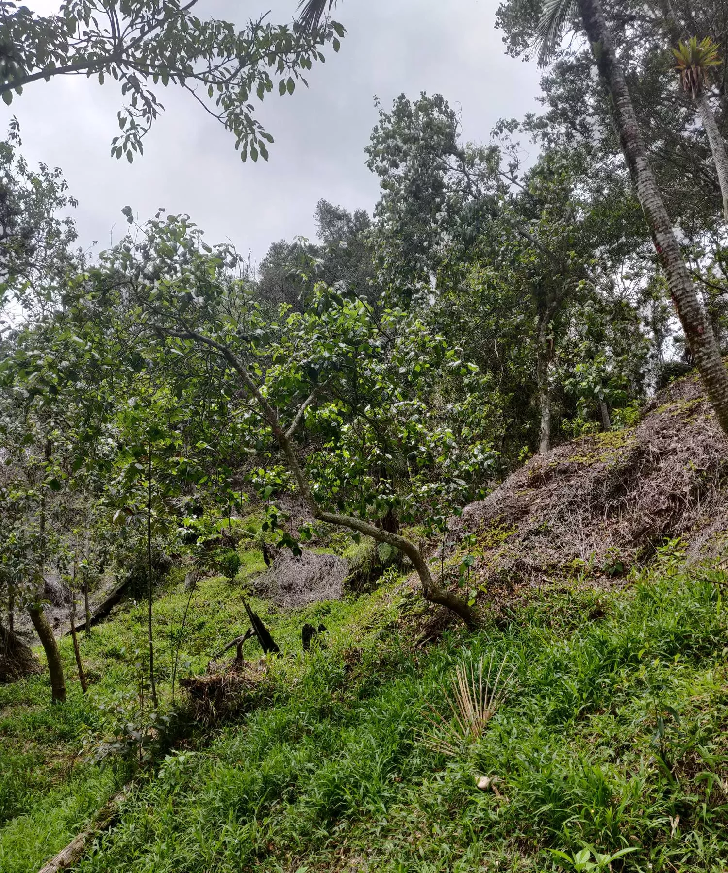 A wider view of the reforestation site, with a medium-size magnolia in the centre A wider view of the reforestation site, with a medium-size magnolia in the centre