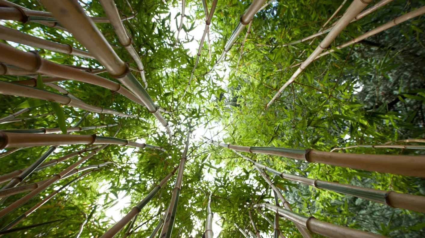 Bamboo Garden (Andrew McRobb / RBG Kew)