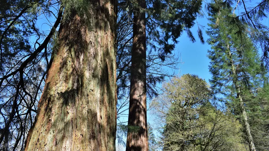 Redwoods, Horsebridge Wood, Wakehurst