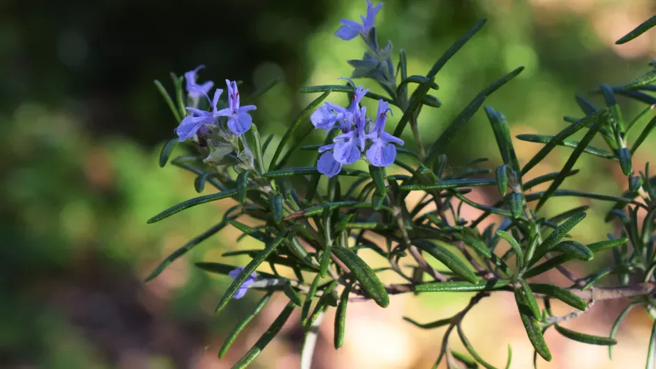 Rosemary in the Mediterranean Garden, Kew, Ellen McHale/RBG Kew