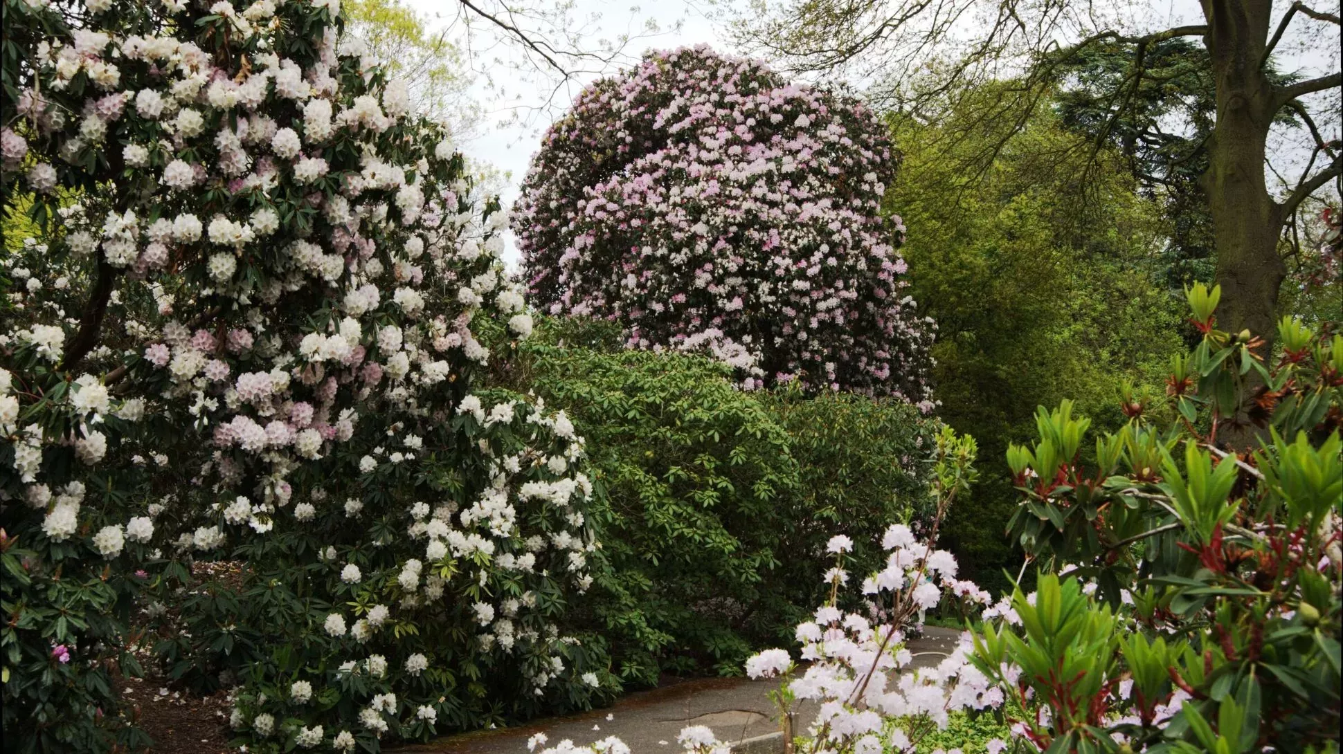 Rhododendron Dell, Andrew McRobb © RBG Kew A collection of white rhododendron flowers growing in Kew Garden's Rhododendron Dell