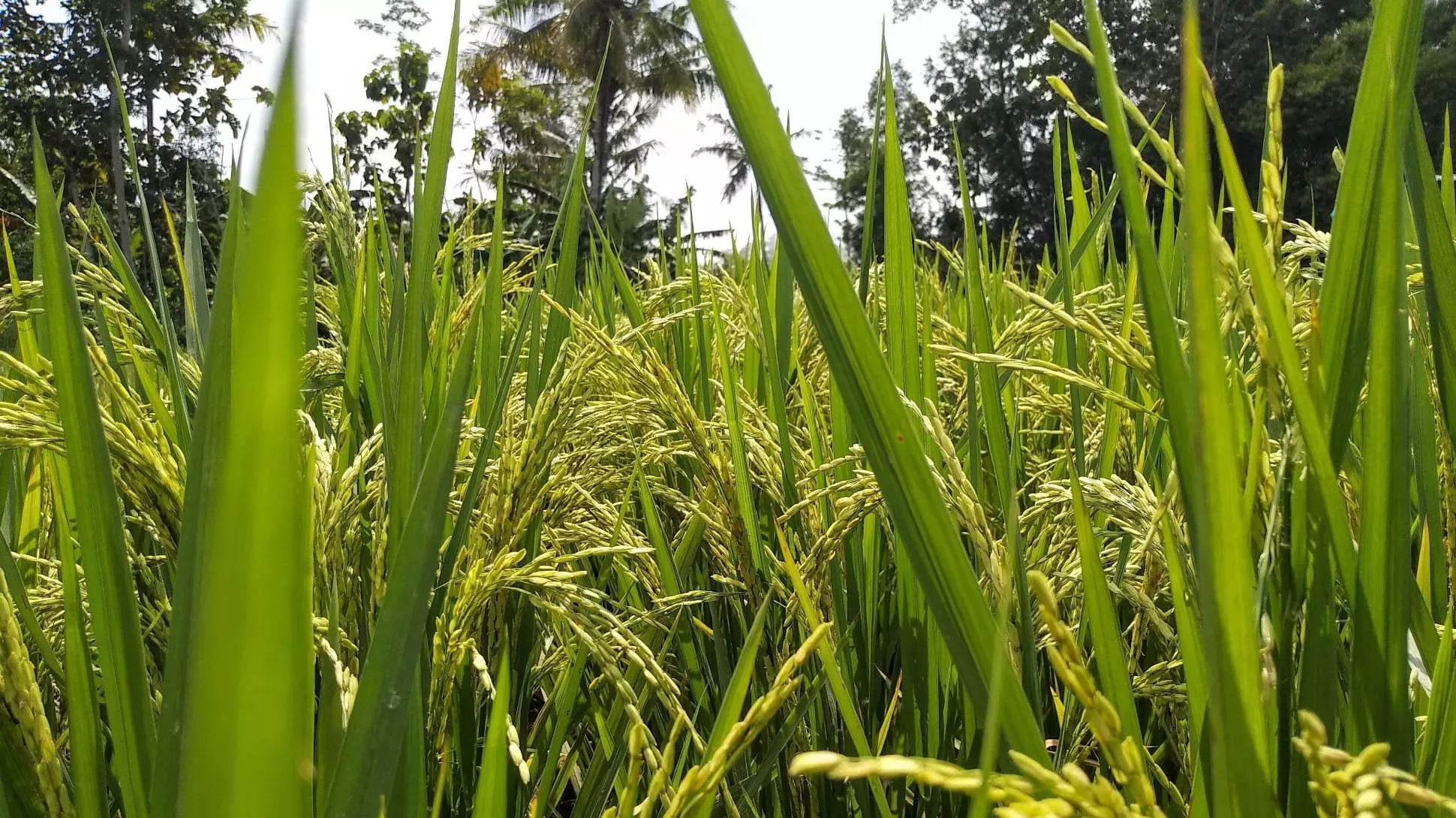 Rice paddy © Andhika Y. Wiguna on Unsplash Rice paddy close up