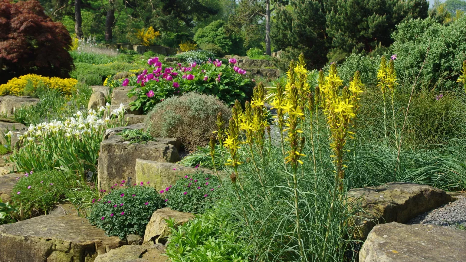 Richard Wilford, © RBG Kew Bright yellow flowers in the Rock Garden