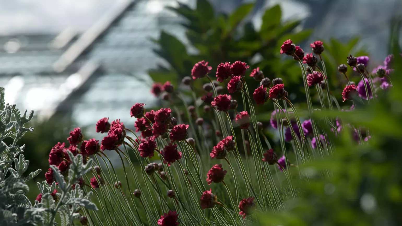 Armeria maritima, Andrew McRobb / RBG Kew Red Armeria maritima in the Rock Garden