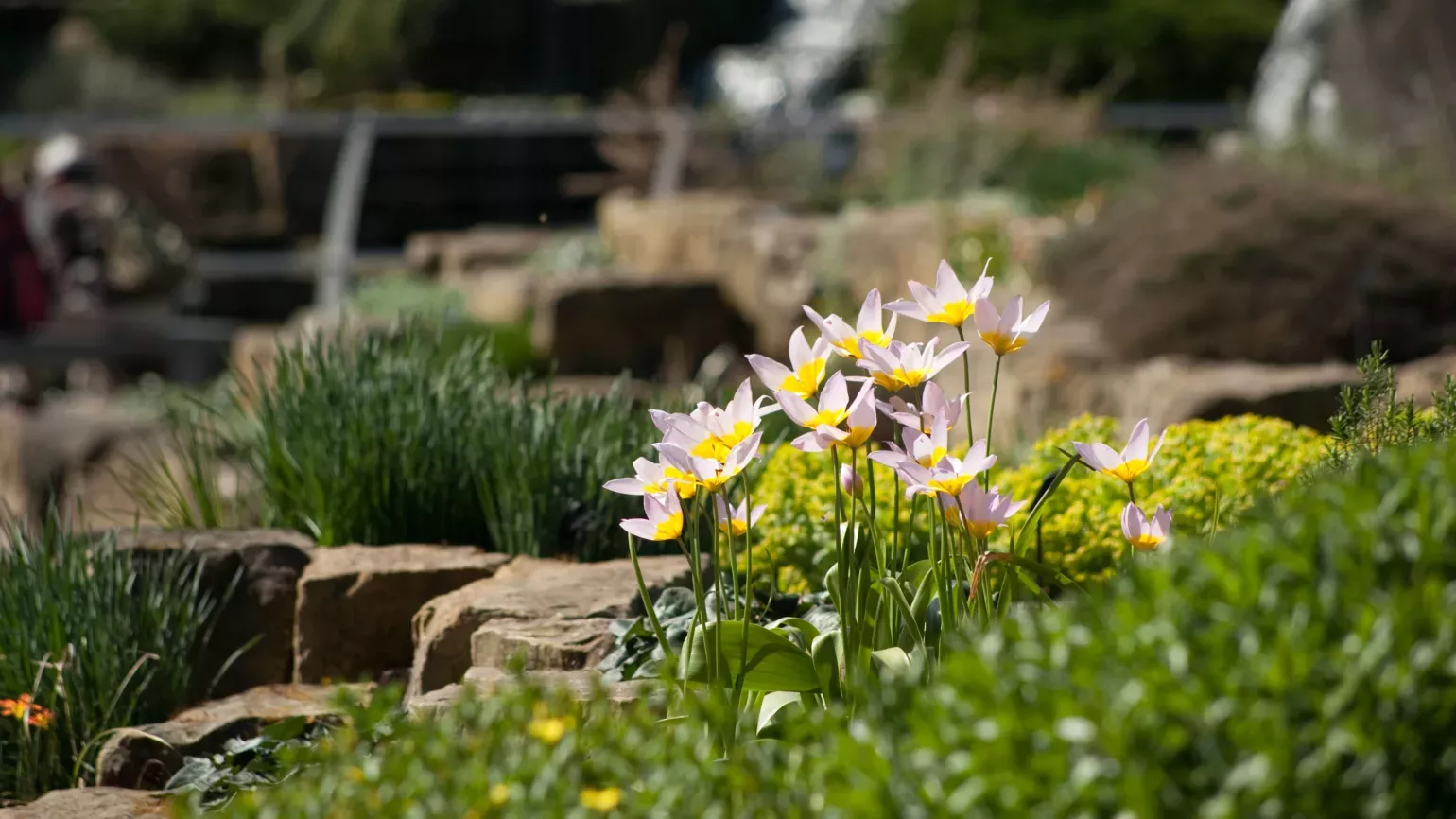 Tulipa Saxatilis, Andrew McRobb ©RBG Kew Close-up of Tulipa Saxatilis in the Rock Garden