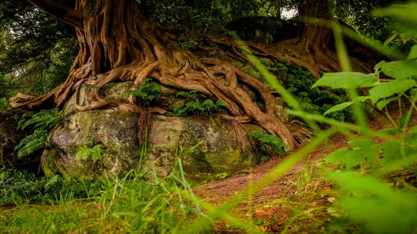 Rock Walk, Wakehurst / RBG Kew