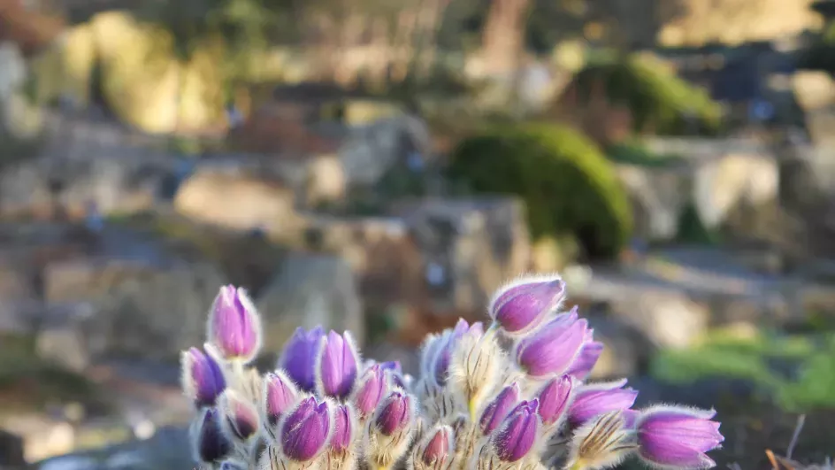 Pasqueflower (Pulsatilla) ©RBG Kew