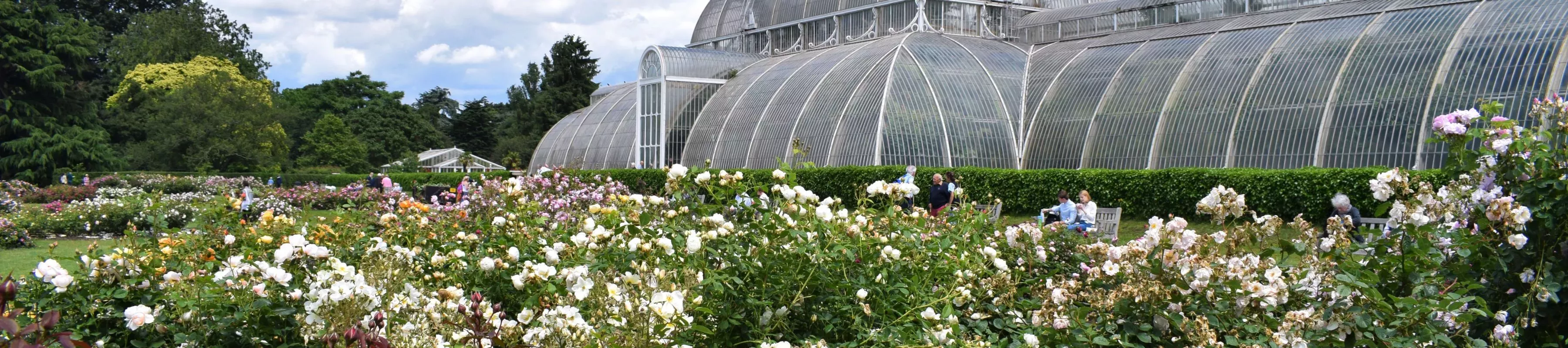 Rose Garden at Kew, Ellen McHale © RBG Kew Several white and pink roses growing in front of a large glasshouse
