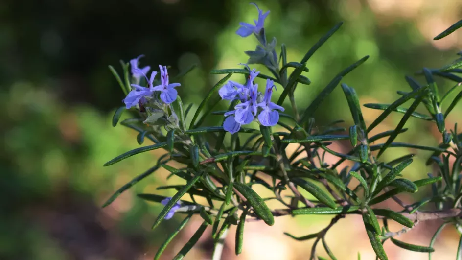Rosemary flowers and leaves, Ellen McHale © RBG Kew