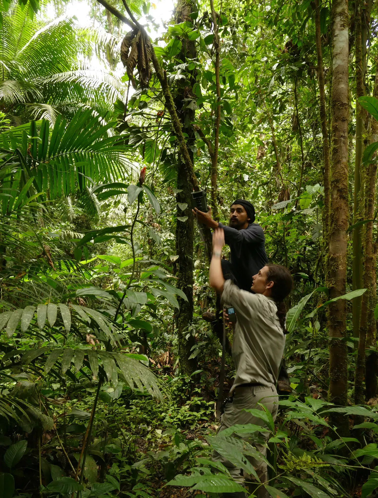 Collecting plant material in the Amazon © Rowan Schley/RBG Kew. Rowan Schley collecting plant material in the Amazon rainforest