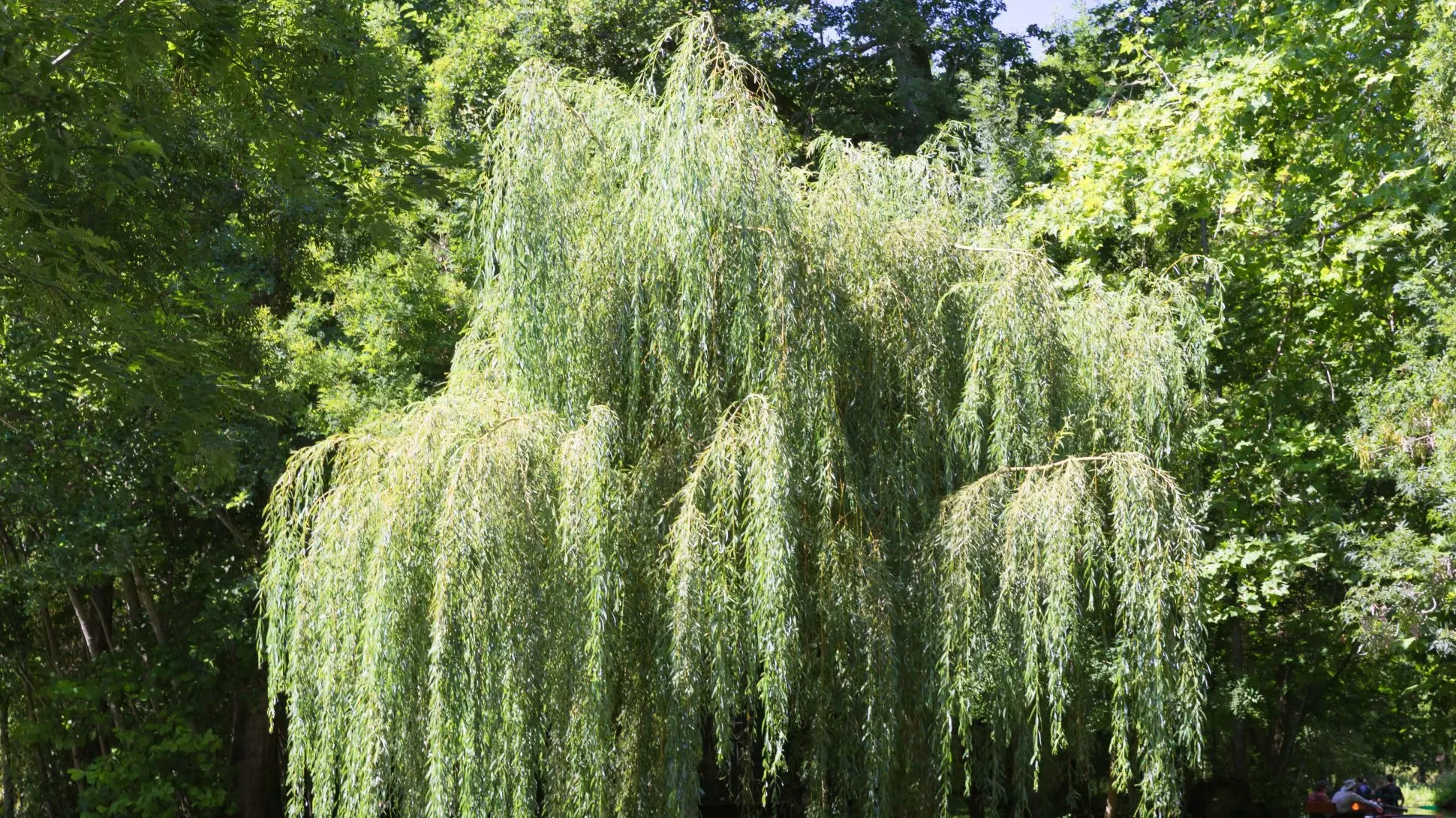 Weeping willow (Salix babylonica) © William Crochot on Wikimedia Commons CC BY-SA 4.0 A large green weeping willow tree