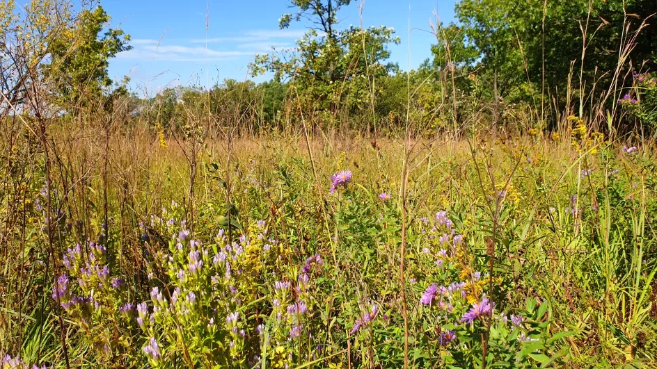 Schulenberg Prairie at The Morton Arboretum, Katie Avis-Riordan © RBG Kew
