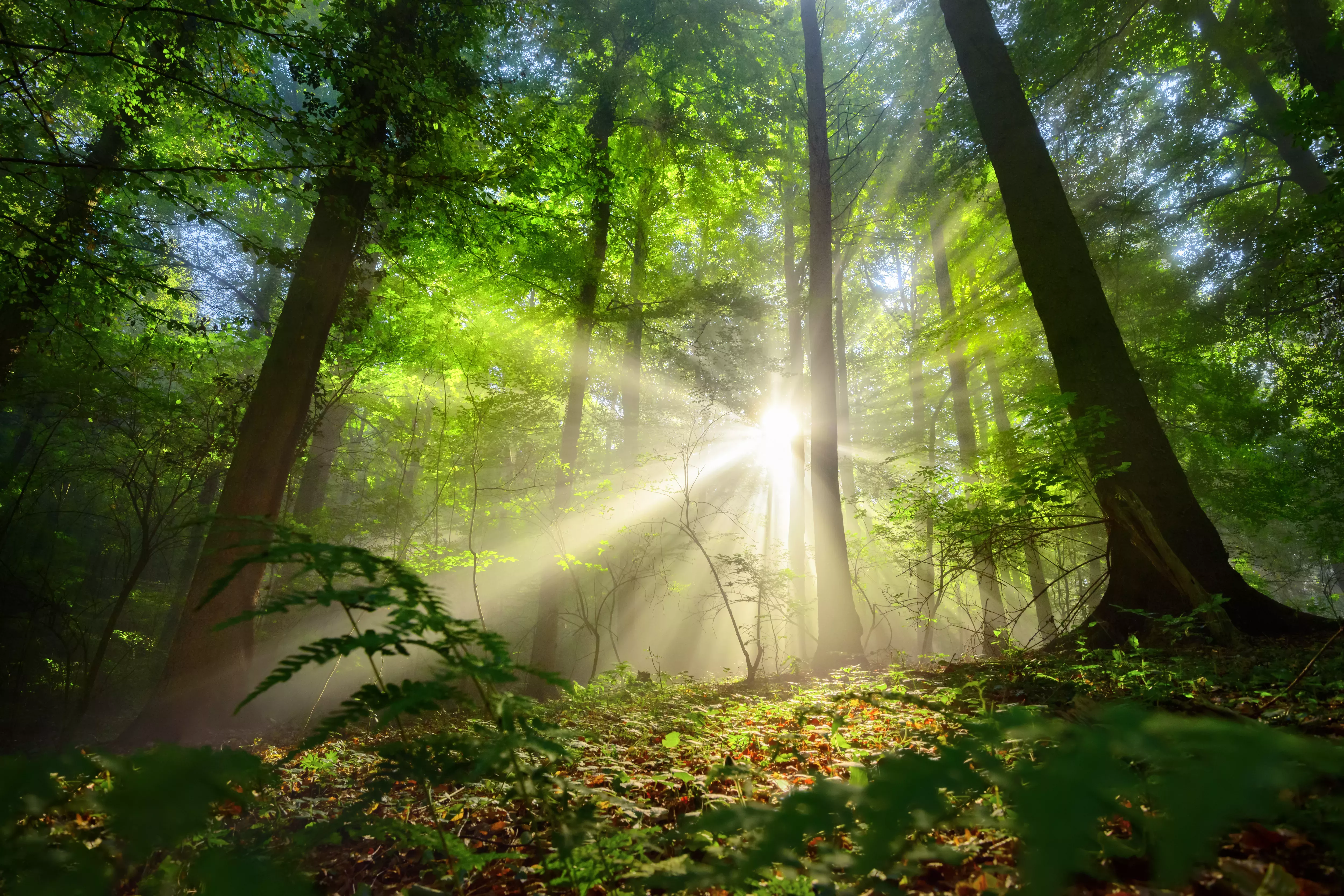 Rays of sunlight illuminate the interior of a forest Rays of sunlight illuminate the interior of a forest