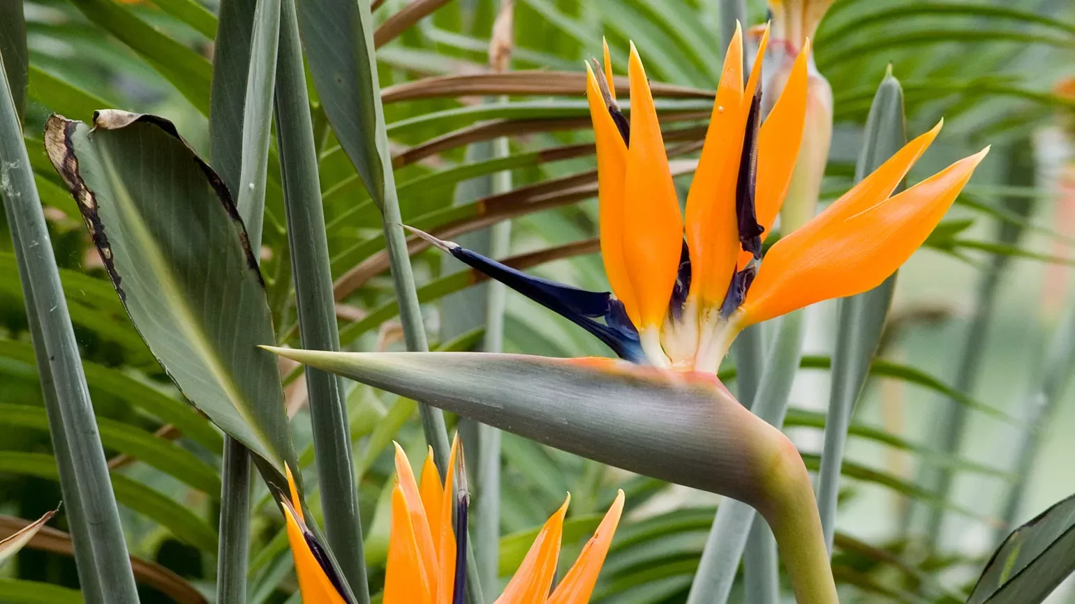 Bird of paradise (Strelitzia reginae), Andrew McRobb © RBG Kew Close up of colourful bird of paradise (Strelitzia reginae) flower