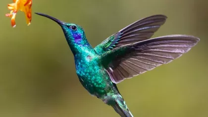 A blue and green iridescent hummingbird drinking from an orange flower