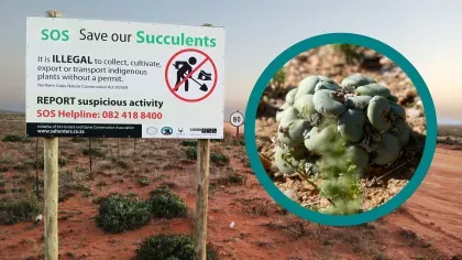 A sign warns against poaching, while a popout shouts a succulent