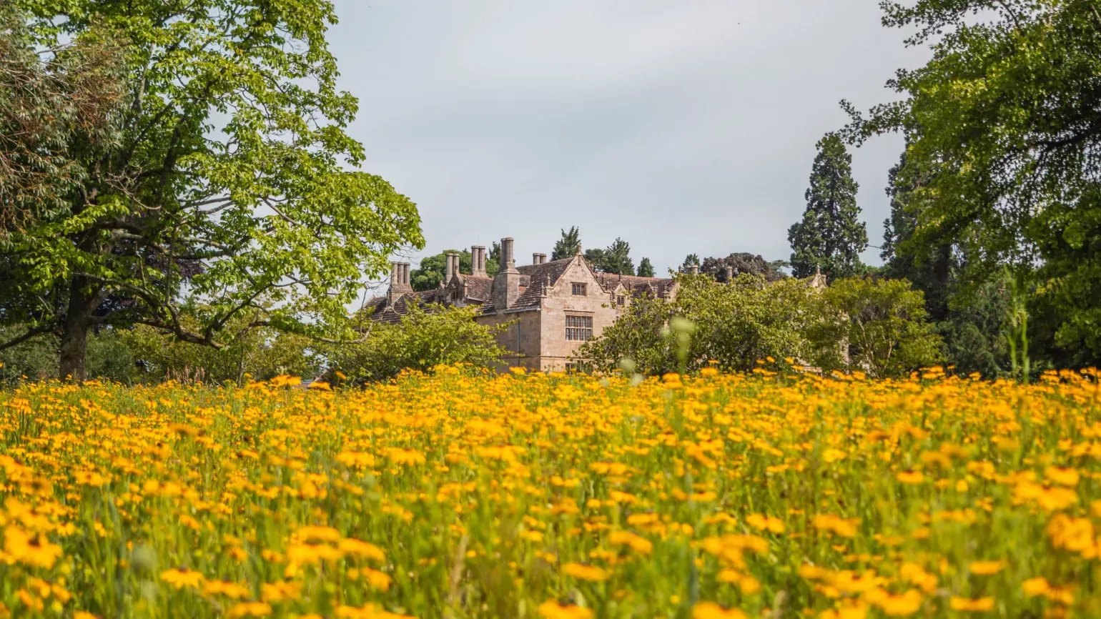 Wakehurst Mansion © RBG Kew Wakehurst Mansion surrounded by a field of yellow flowers in summer