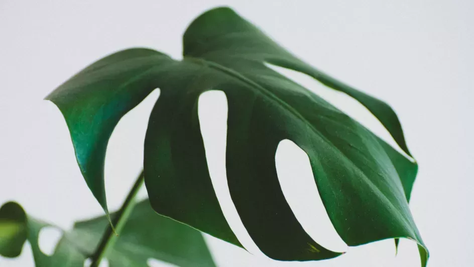 Swiss cheese plant, houseplant, Ellen McHale © RBG Kew