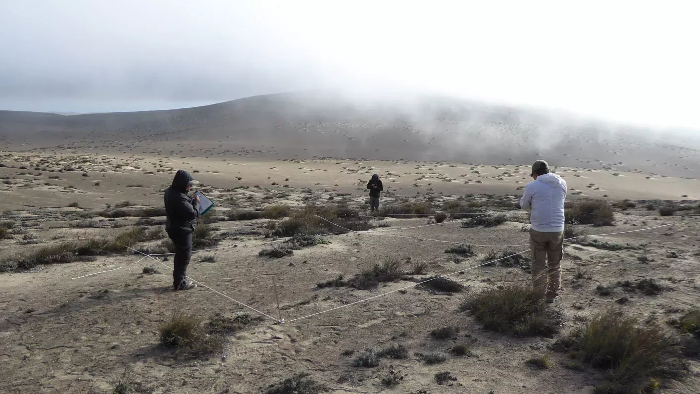 Lomas of Ica, Peru © Justin Moat/RBG Kew. Three researchers stood in the dry desert surrounded by fog with a quadrat on the ground