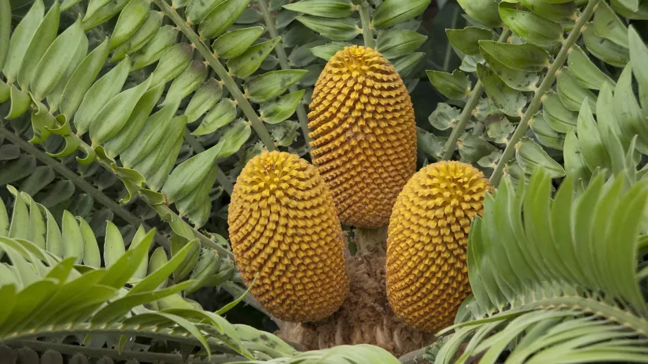 Encephalartos woodii © RBG Kew.
