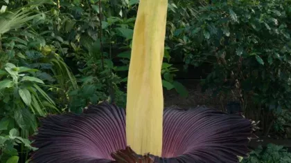 Titan arum (Amorphophallus titanum) in bloom with massive inner flower spike surrounded by a deep burgundy petal-like collar