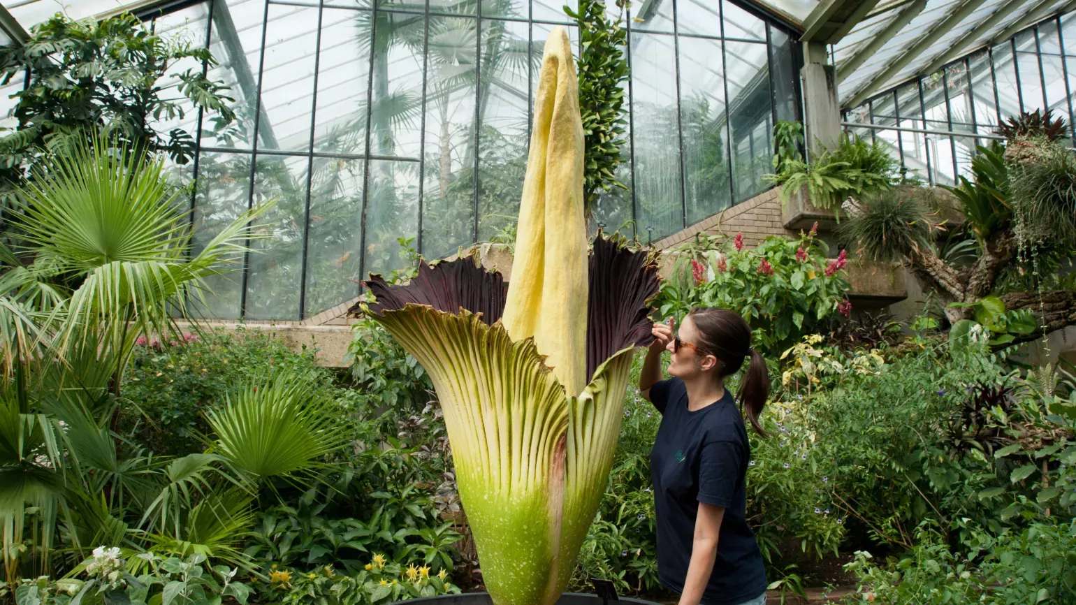 Titan arum (Amorphophallus titanum) in bloom in the Princess of Wales Conservatory © RBG Kew Staff member looking at Titan arum in the Princess of Wales Conservatory