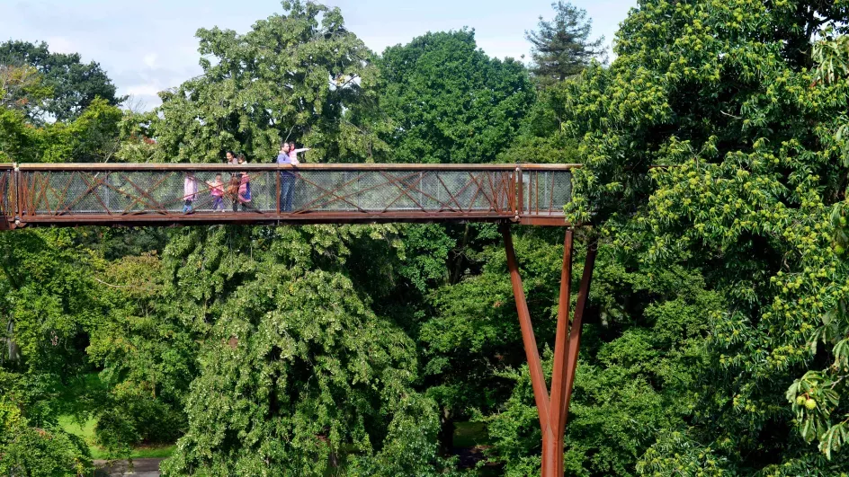 Treetop walkway © RBG Kew