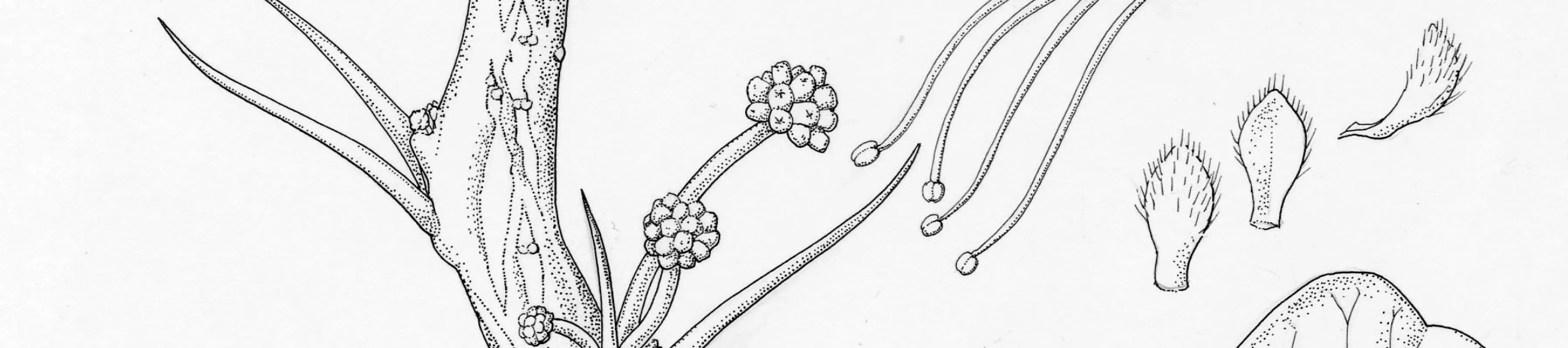 A pen and ink drawing of Vachellia anegadensis A pen and ink drawing of Vachellia anegadensis