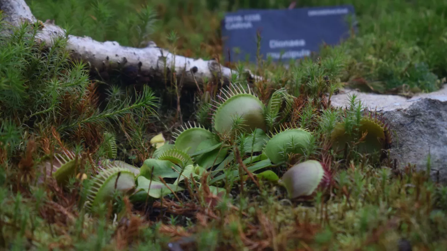 Venus flytrap Venus flytrap, Dionaea muscipula