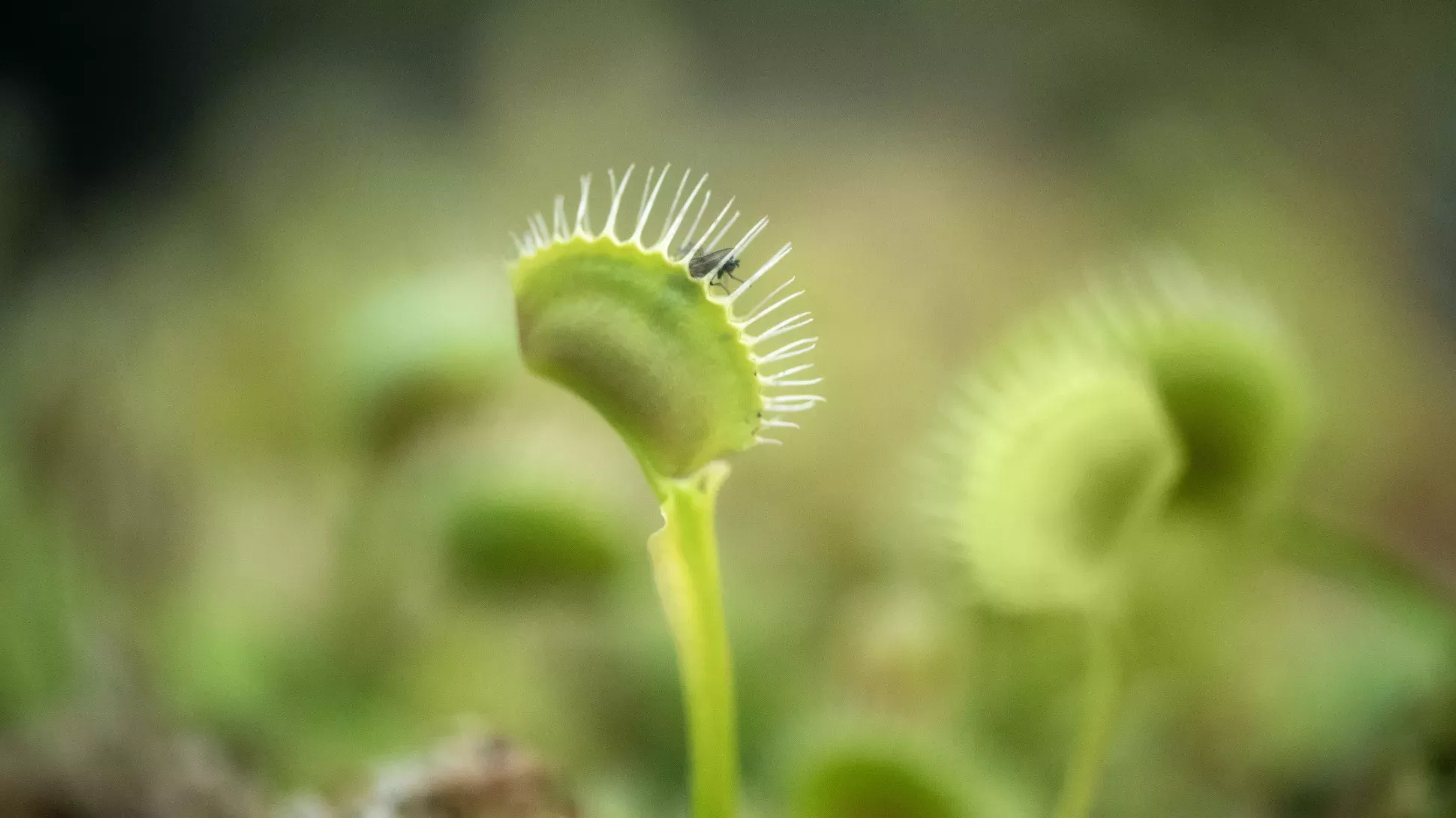 Venus flytrap (Dionaea muscipula), Jeff Eden © RBG Kew Modified leaf with toothed edge, consuming a fly