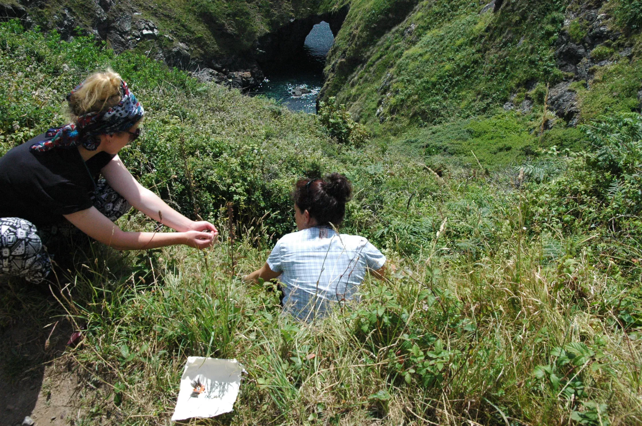 Collecting seeds from the yellow vetch (Vicia lutea) as part of the UK threatened flora project, Stephanie Miles © RBG Kew Two people crouching in shrubs on a hillside collecting seeds