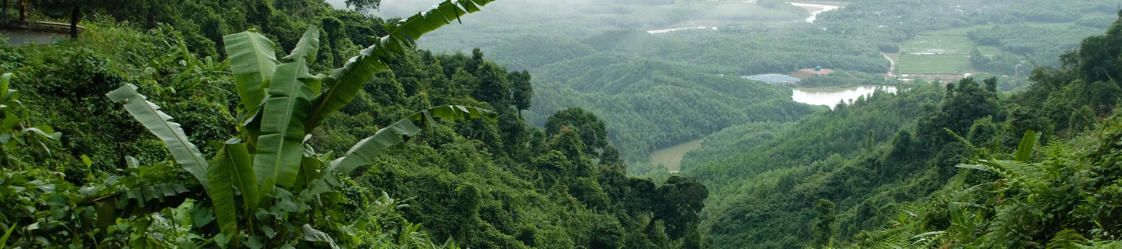 Vietnam forest A green forest in Vietnam