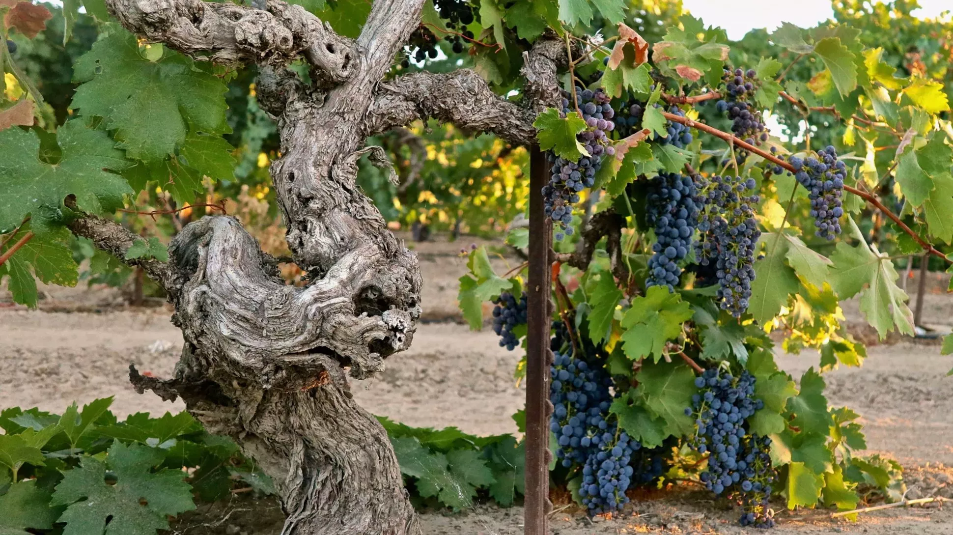 Grape vine (Vitis vinifera) growing in a vineyard, Randy Caparoso on Wikimedia Commons CC BY-SA 4.0 Bunches of grapes growing on a large trunk in a vineyard