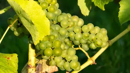 A bunch of green grapes, also known as white grapes growing on a vine